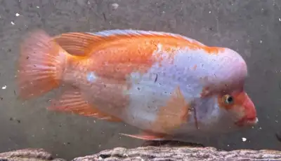 2 red devil cichlids. $20 each or both for $30