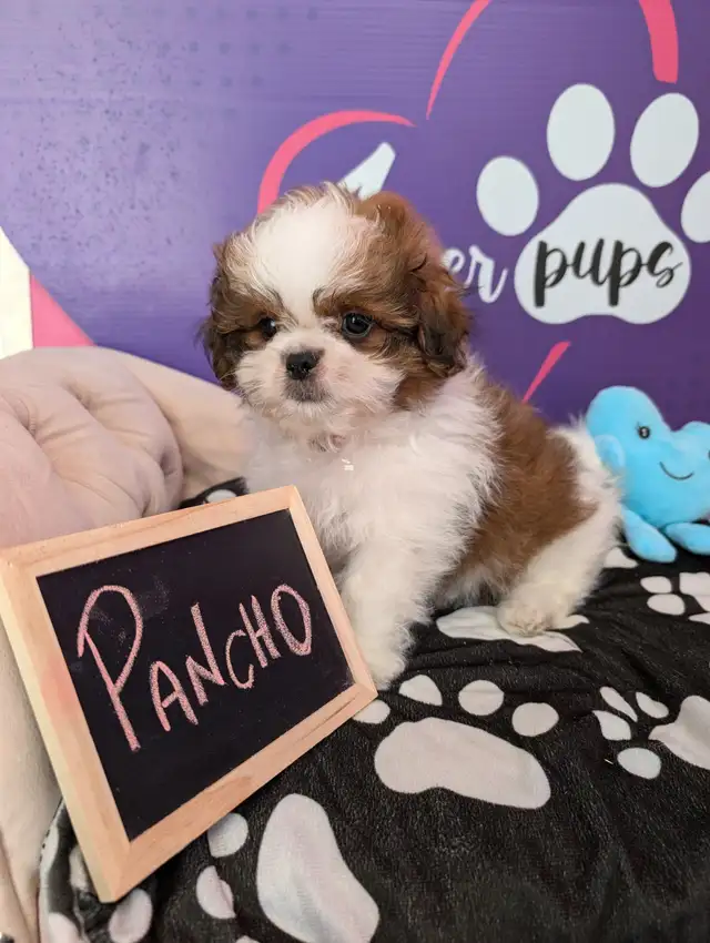 Shih-tzu pure puppies June 29**HYPOALLERGENIC in Dogs & Puppies for Rehoming in West Island - Image 10