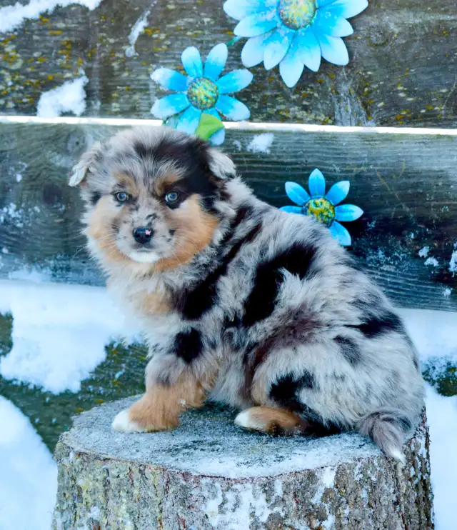 Miniature Australian Shepherd Pups in Dogs & Puppies for Rehoming in Edmonton - Image 3