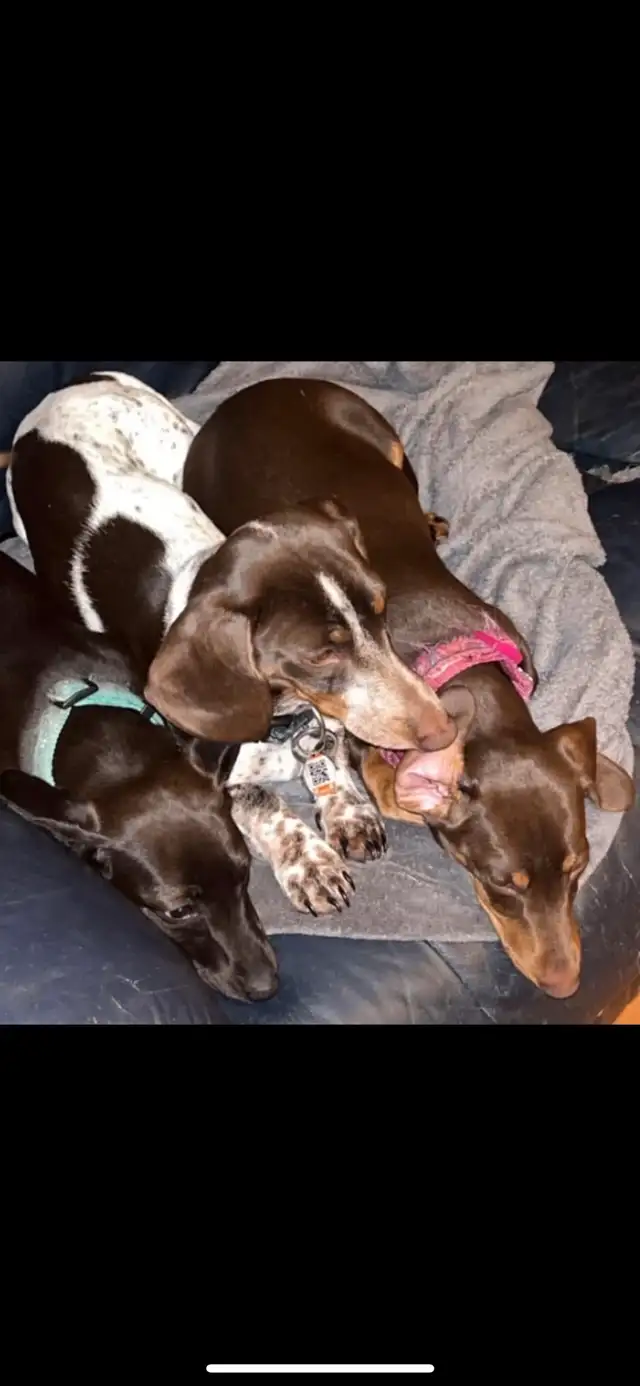 Miniature Dachshund male in Dogs & Puppies for Rehoming in Winnipeg - Image 5