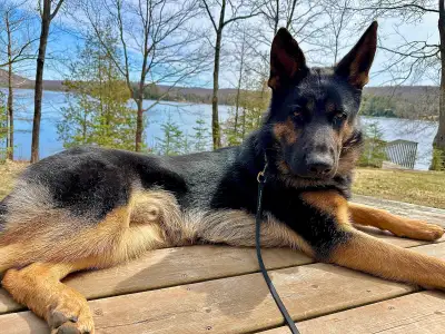 German Shepherd - 1yr Old, View more