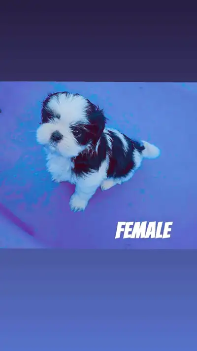 shihtzu small breed, View more