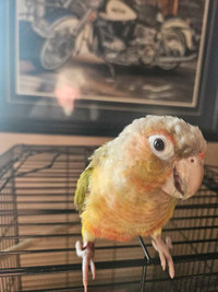 Pineapple conure