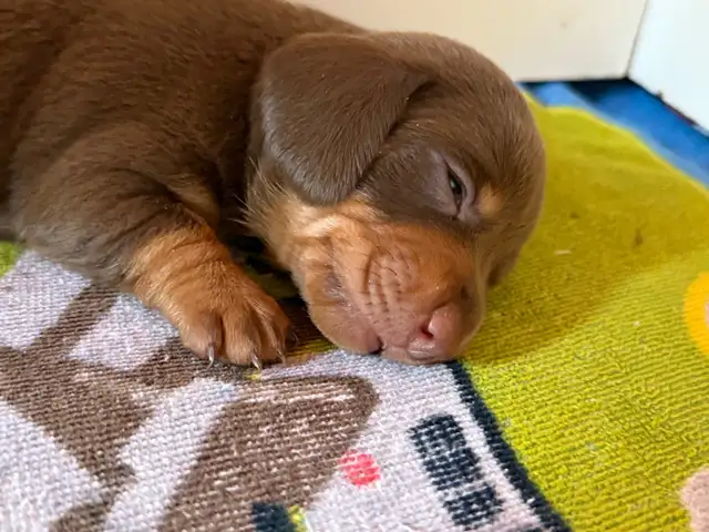 Miniature  Dachshund Puppies - one male chocolate pup available in Dogs & Puppies for Rehoming in Cambridge - Image 4