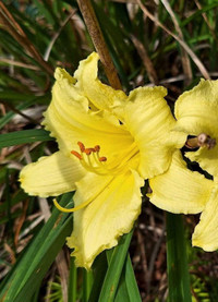 *Plant* Yellow day lily (perrenial)