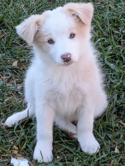 CBCA registered Border Collie puppies ⭐2 left!, View more