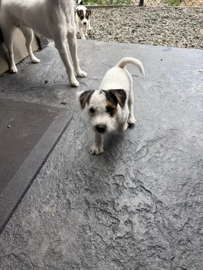 Jack Russell puppies, View more