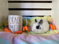 Netherland Dwarf Bunnies