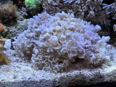 Pulsing Xenia, View more