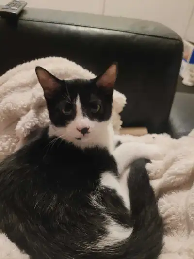 Chaton a vendre, View more