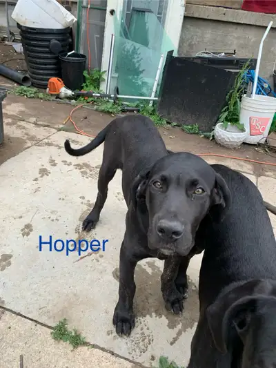 Cane Corso puppies for rehoming, View more