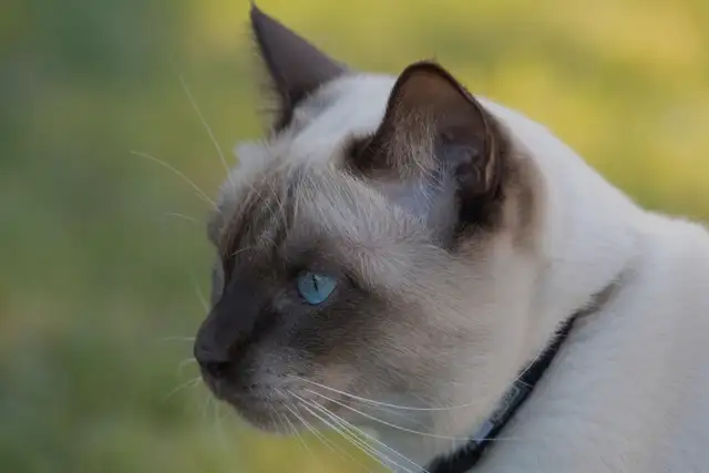 Magnifique chat Tonkinois-Birman cherche une famille pour la vie