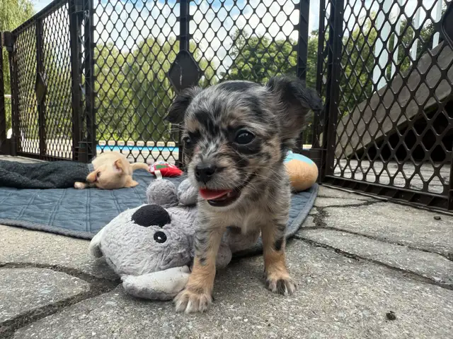 long haired chihuahua puppies in Dogs & Puppies for Rehoming in Markham / York Region - Image 4