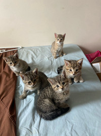 Bengal kittens sale