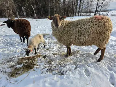 Ewe with ewe lamb, View more