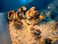 Legbar Ameraucana chicken chicks for sale