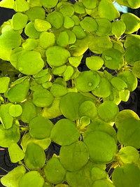 amazon frogbit floating plants