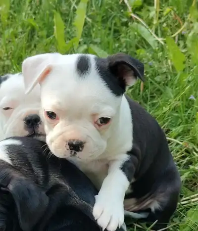 Magnifique Boston Terrier prêt à partir sevré, View more