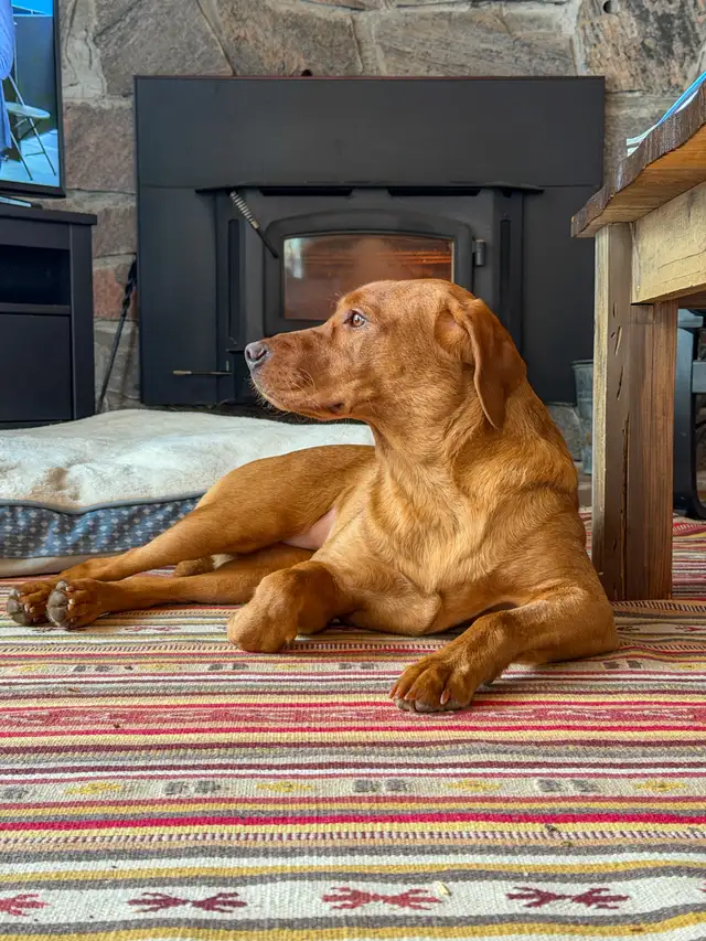 CKC Fox Red Lab Guardian Program in Dogs & Puppies for Rehoming in Norfolk County - Image 3