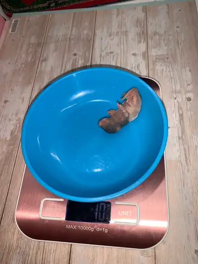 Frozen Feeders - 10x Rat Pups , View more