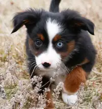 Tiny Toy Aussie Puppy