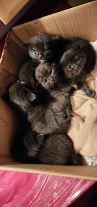 "HYPOALLERGENIC-RUSSIAN-BLUE-Adorable New-Born-Baby- Kittens"