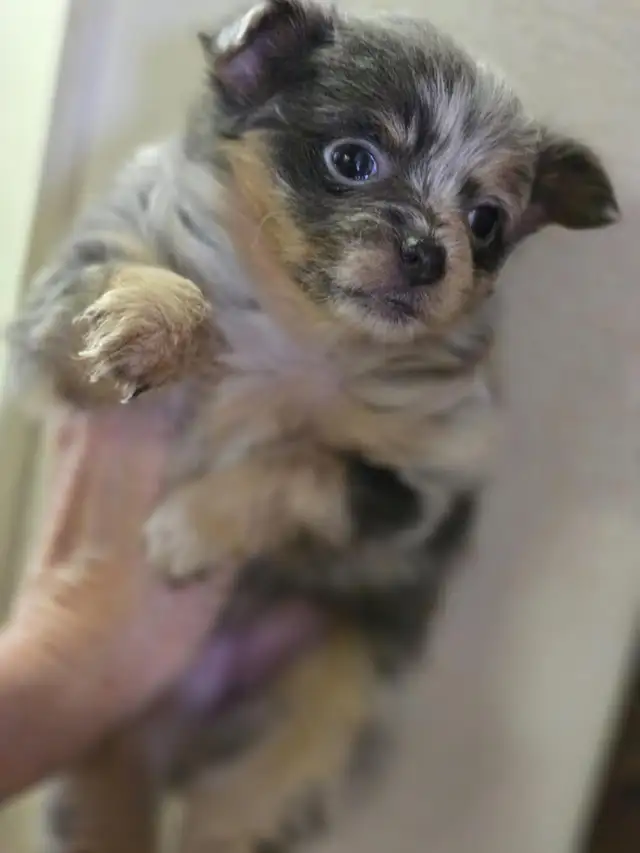 POMERANIAN PUPS ...READ FULL AD. TEX ONLY in Dogs & Puppies for Rehoming in Strathcona County - Image 7