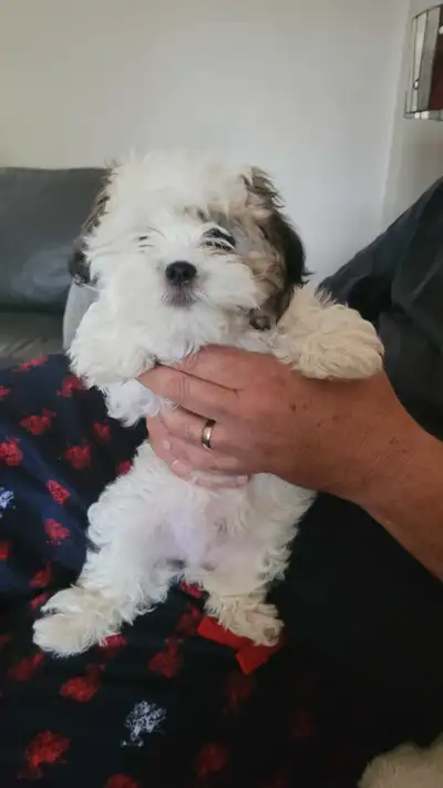 12 week old male maltese-shih tzu-poodle.