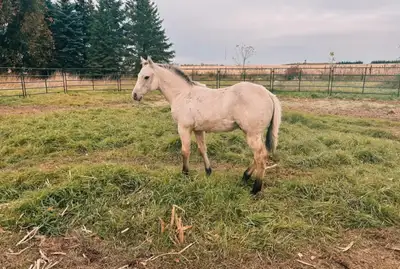 Sunshine Marlon (buttermilk buckskin 2024 colt) Just finished up his kindergarten training last week...