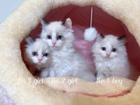 Ragdoll kittens ready to go now 