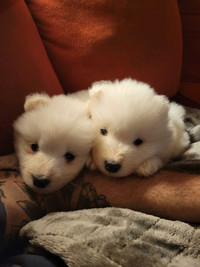 7 Beautiful Samoyed puppies!