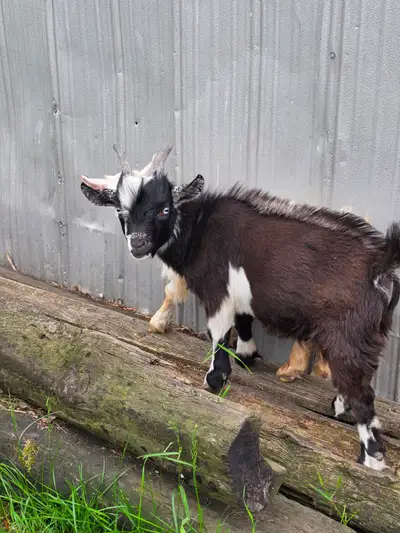 Nigerian goat buck, View more