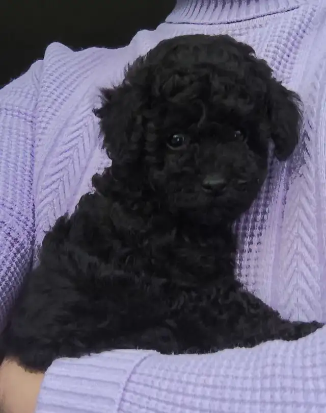 Pure  toy poodles in Dogs & Puppies for Rehoming in City of Toronto - Image 5