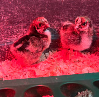 Barnevelder Chicks for sale 