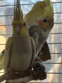 Cockatiels ready for new homes 