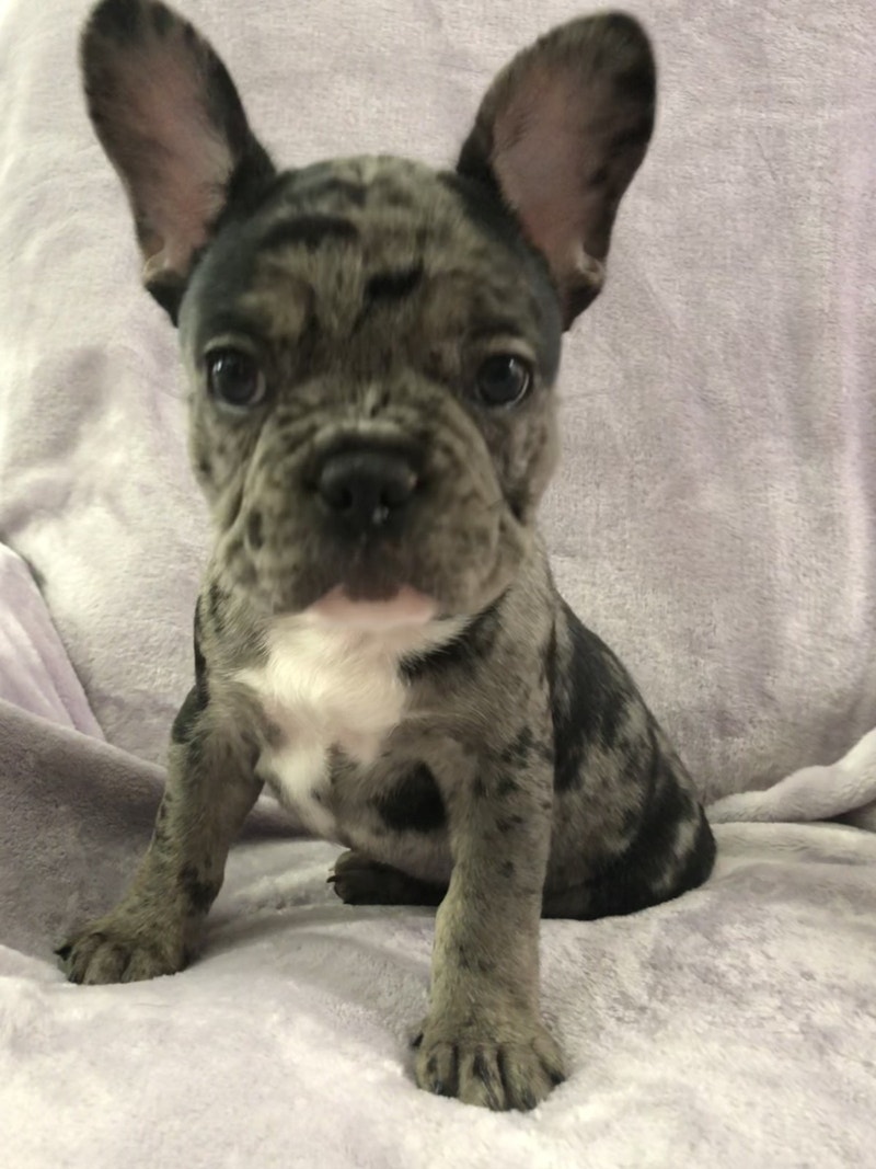French bulldogs Dogs & Puppies for Rehoming Guelph Kijiji
