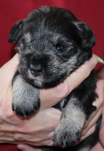 MINIATURE SCHNAUZER PUPPIES, View more