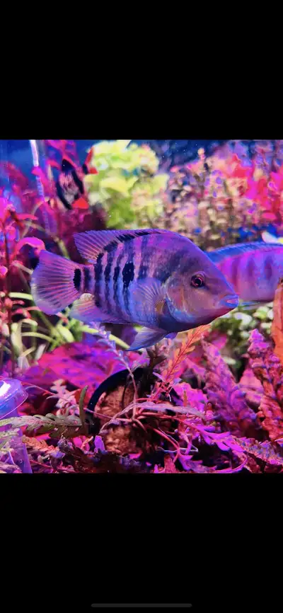 Convict Cichlid, View more