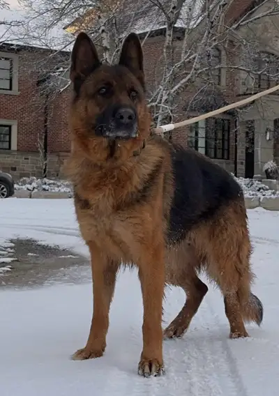 We are looking for a loving home for our 7 year young female, Ruby. She is an amazing, beautiful, he...