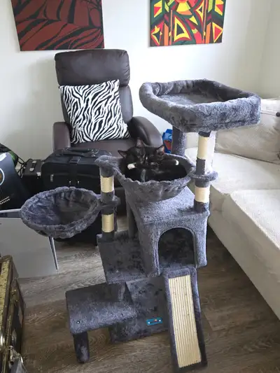 Two Kittens (Black & White - Tuxedo), View more