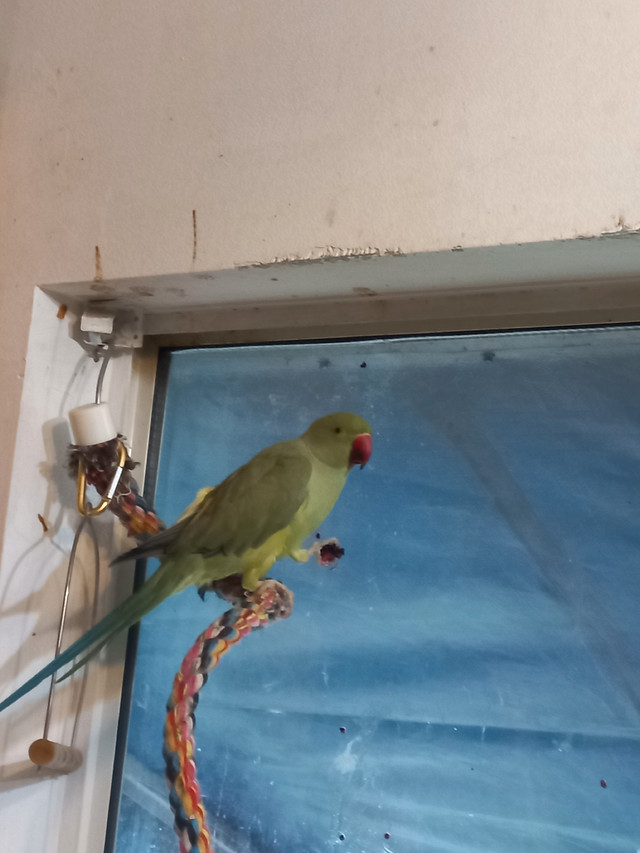 Indian ringneck  in Birds for Rehoming in Mission - Image 2