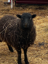 Friendly black shetland ewe lamb for sale