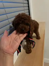 Dark red toy and small miniature poodle puppies