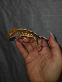 Se7en- Crested Gecko