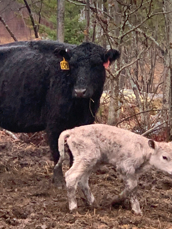 Lowline Angus Cow/Calf in Livestock in Sudbury - Image 3
