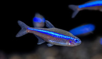 Tetras Fish 