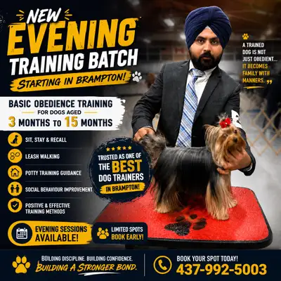 Dog training, View more