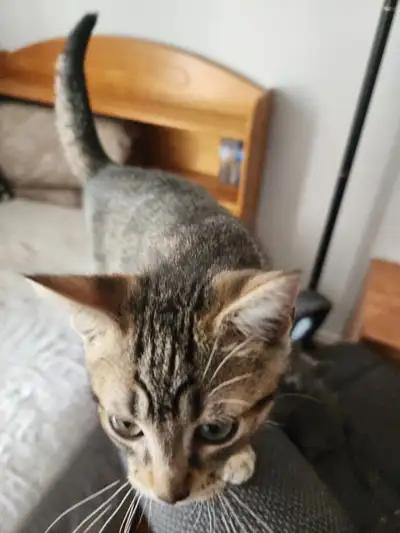 Très beau chaton mâle, View more