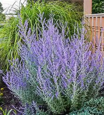 Russian Sage, 8 potted, View more