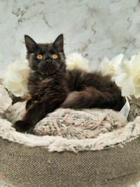 XL Maine Coon Kitten for Sale